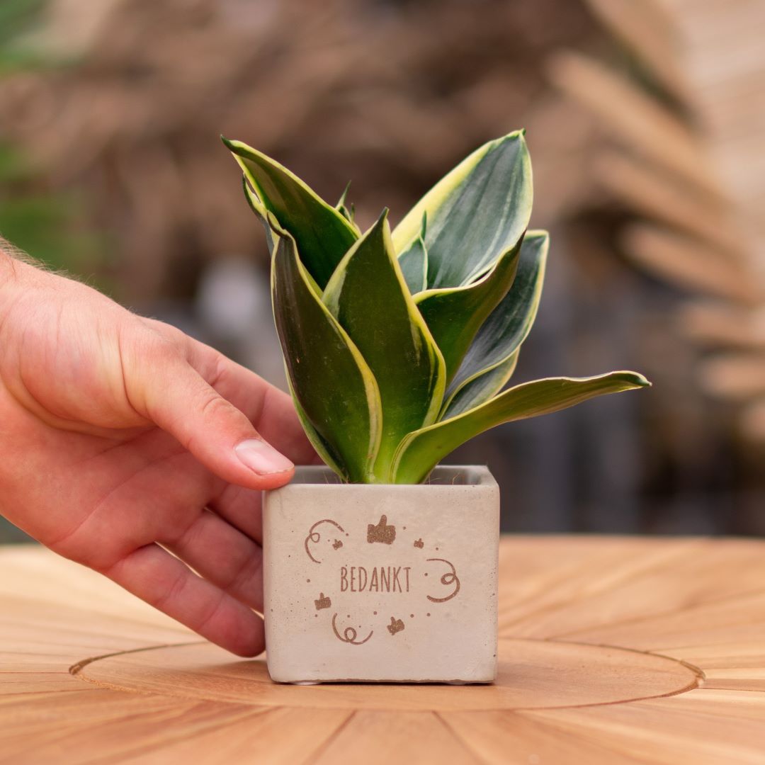 Plant als cadeau met een Congreet® plantpots | Bedankt