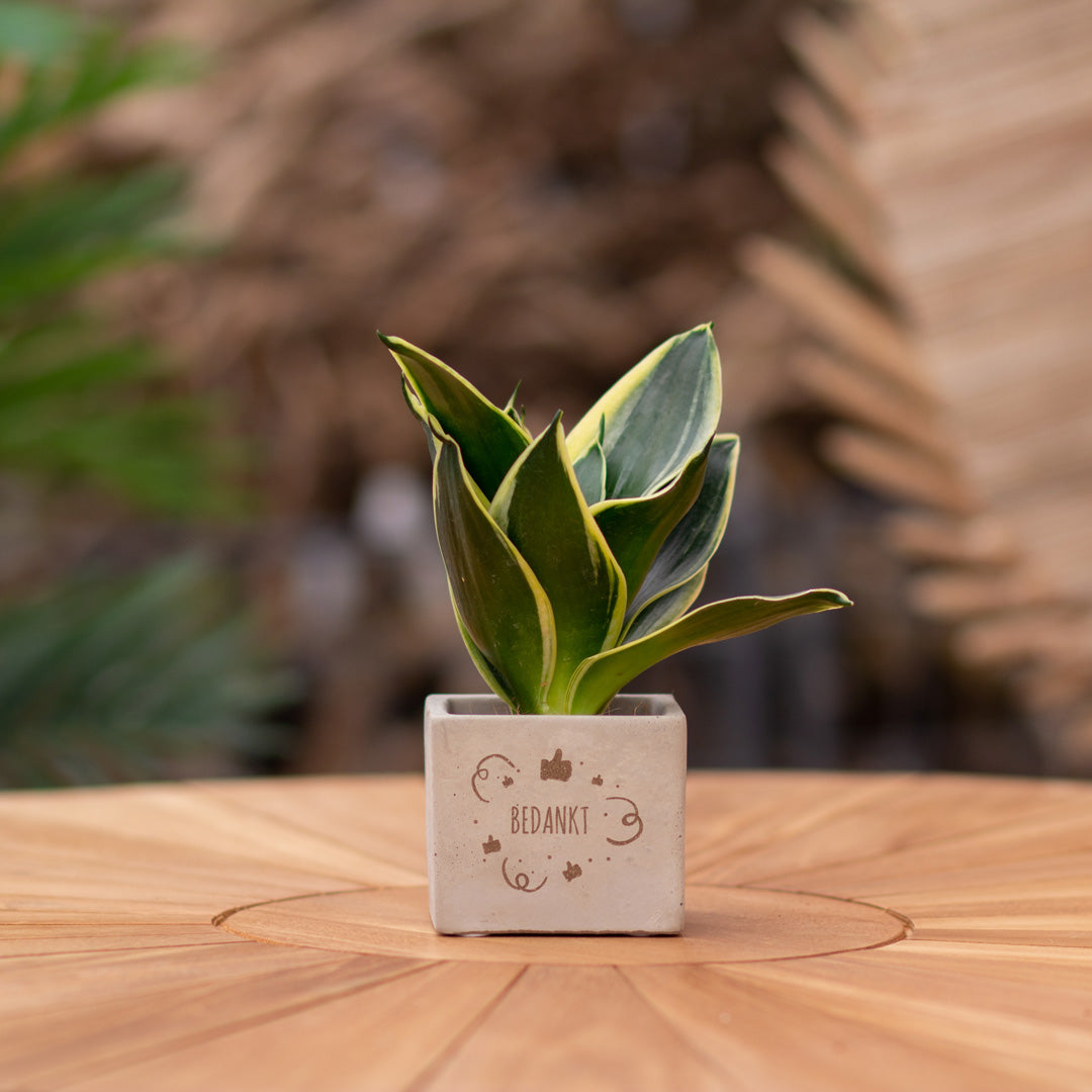 Plantenpot met boodschap met een Congreet® plantpots | Bedankt