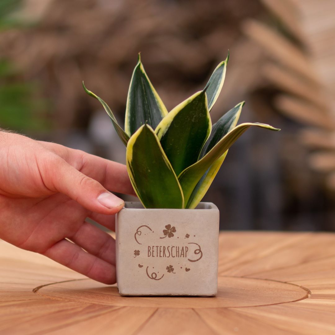 Plant als cadeau met een Congreet® plantpots | Beterschap