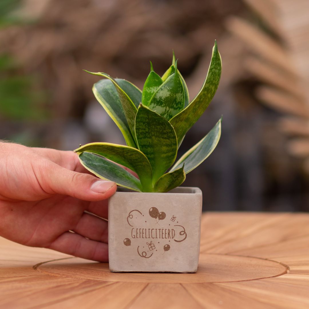 Plant als cadeau met een Congreet® plantpots | Gefeliciteerd