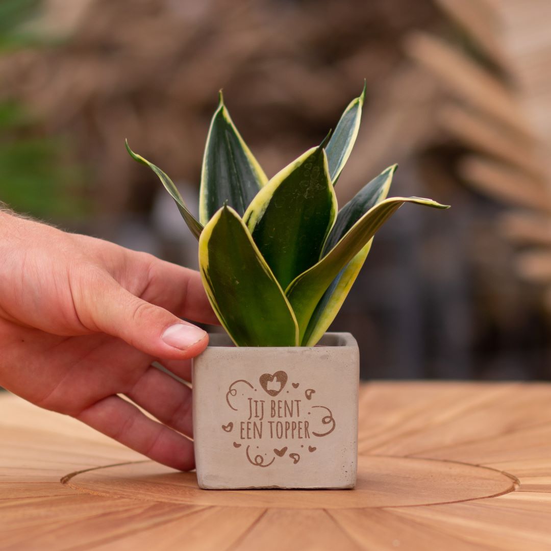 Plant als cadeau met een Congreet® plantpots | Jij bent een topper