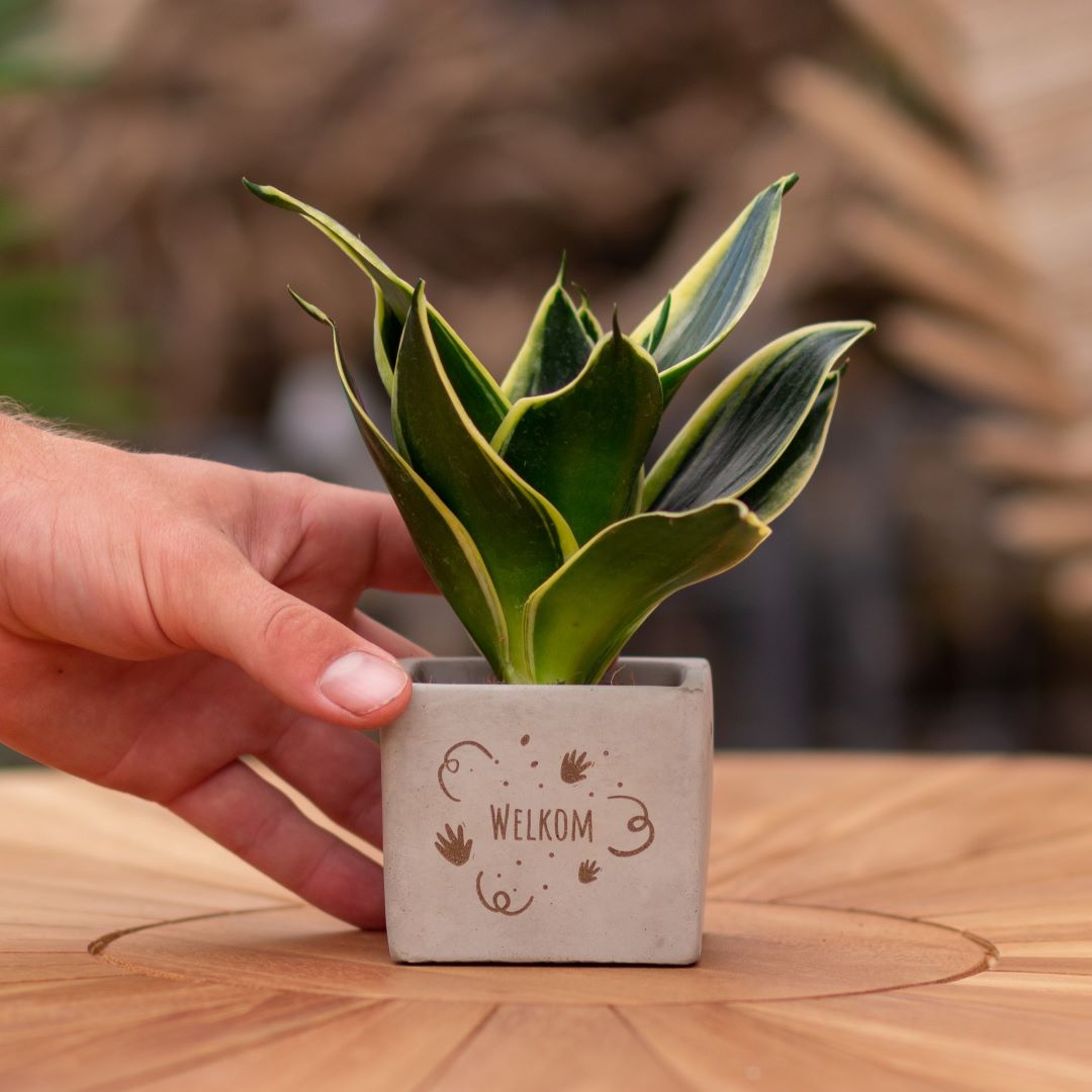 Plant als cadeau met een Congreet® plantpots | Welkom
