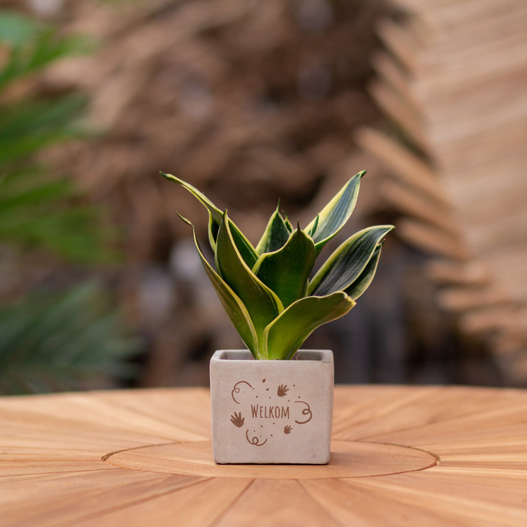 Plantenpot met boodschap met een Congreet® plantpots | Welkom