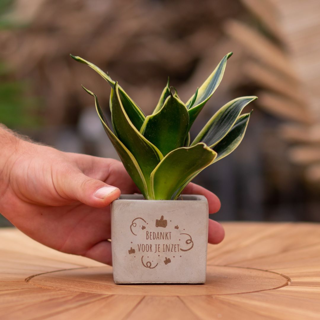 Plant als cadeau met een Congreet® plantpots | Bedankt voor je inzet