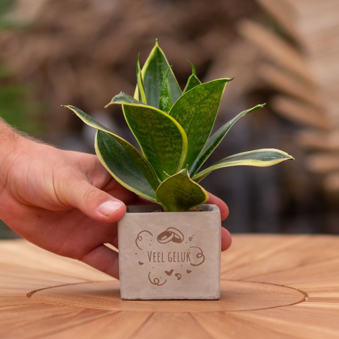 Plant als cadeau met een Congreet® plantpots | Veel geluk