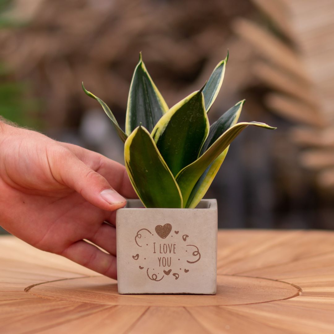 Plant als cadeau met een Congreet® plantpots | I love you