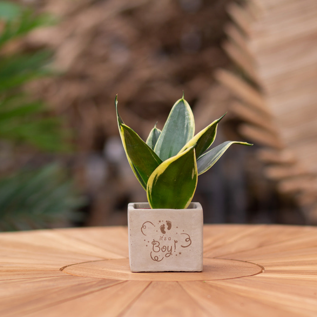 Plantenpot met boodschap met een Congreet® plantpots | It's a boy