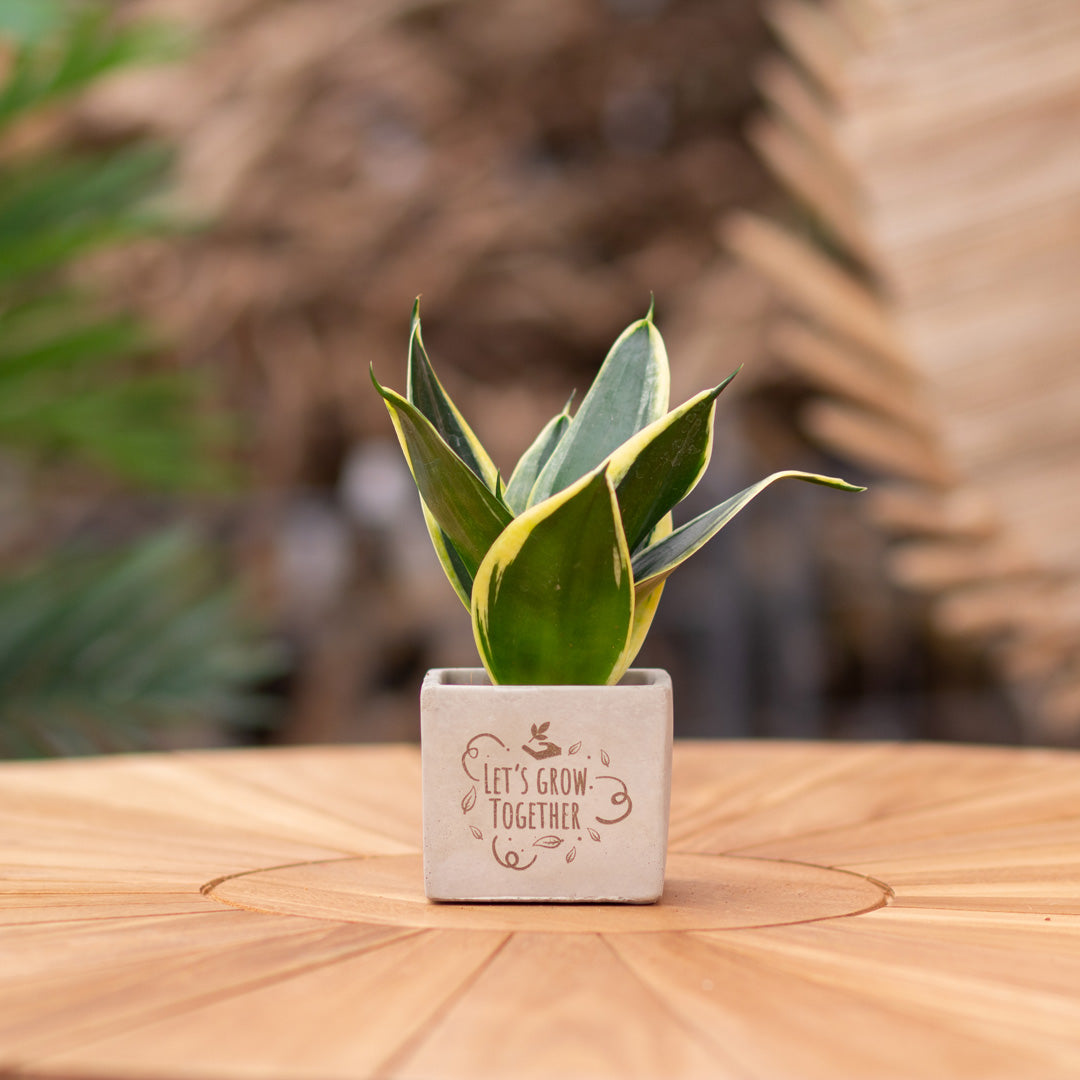 Plantenpot met boodschap met een Congreet® plantpots | Let's grow together