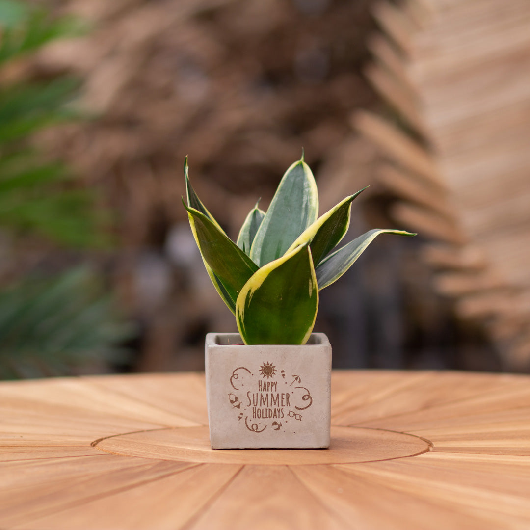 Plantenpot met boodschap met een Congreet® plantpots | Happy summer holidays