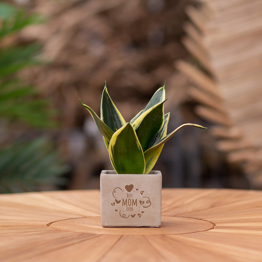 Plantenpot met boodschap met een Congreet® plantpots | Best mom ever
