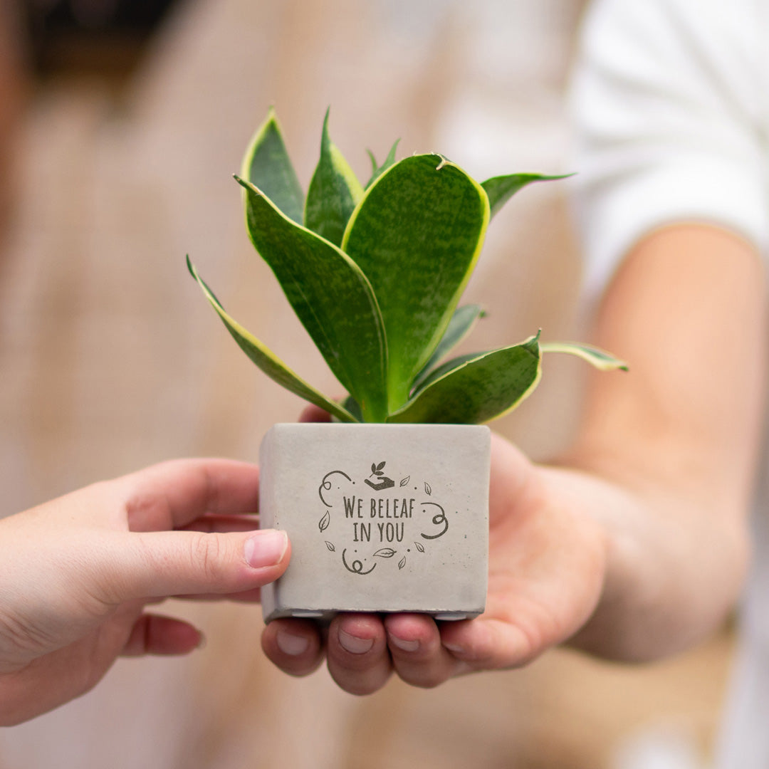 Gepersonaliseerd plantenpot met een Congreet® plantpots | We beleaf in you