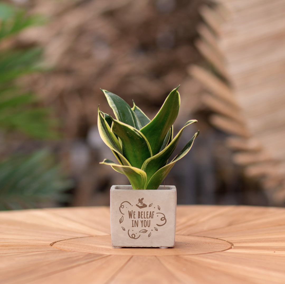 Plantenpot met boodschap met een Congreet® plantpots | We beleaf in you