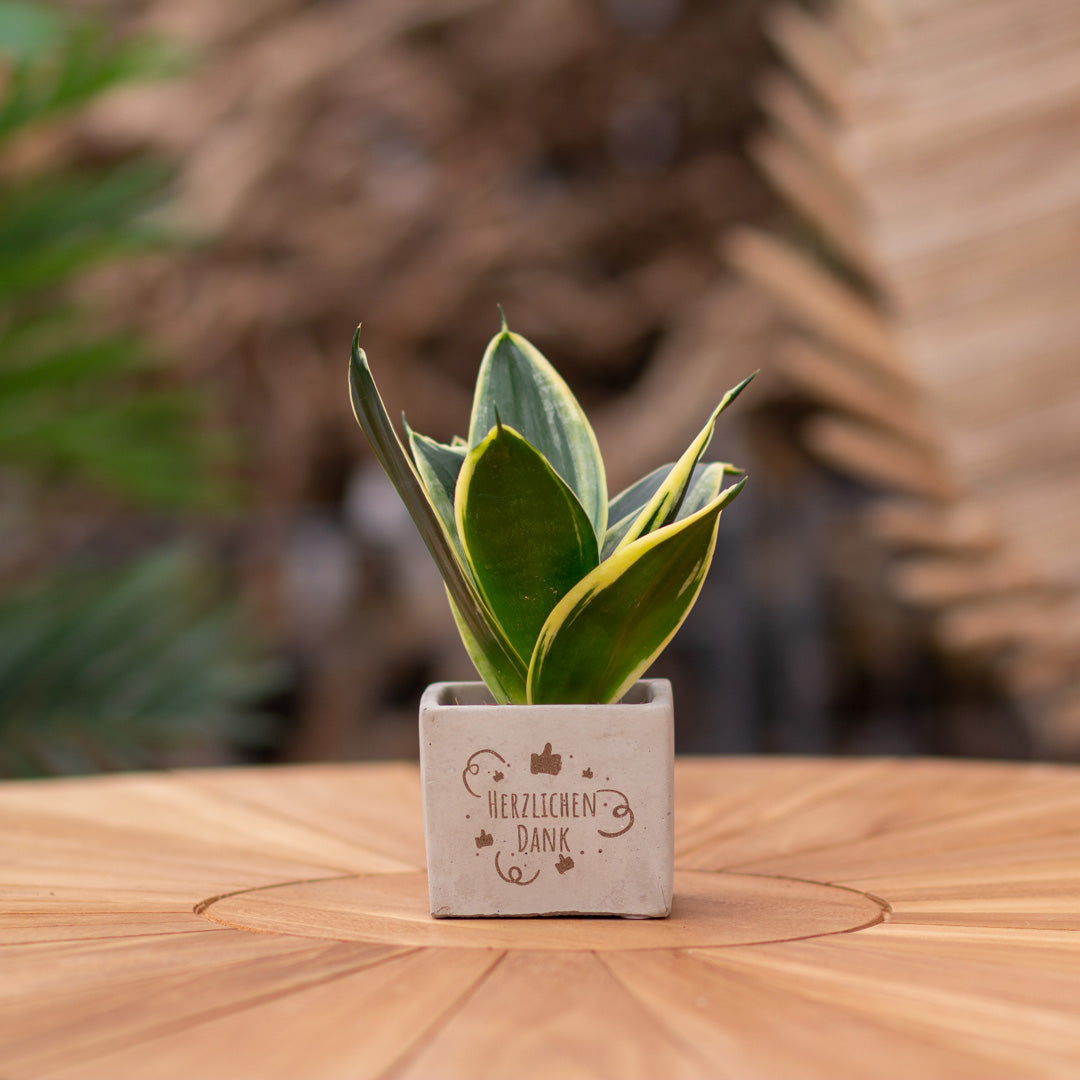 Plantenpot met boodschap met een Congreet® plantpots | Herzlichen Dank