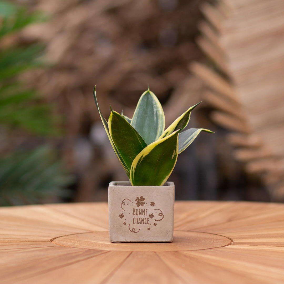 Plantenpot met boodschap met een Congreet® plantpots | Bonne chance