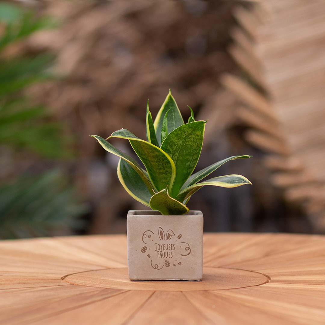 Cadeau met kaartje met een Congreet® plantpots | Happy Easter