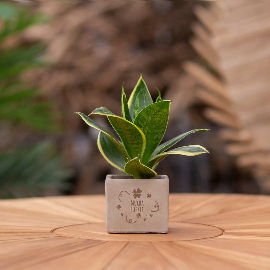 Plantenpot met boodschap met een Congreet® plantpots | Mucha suerte