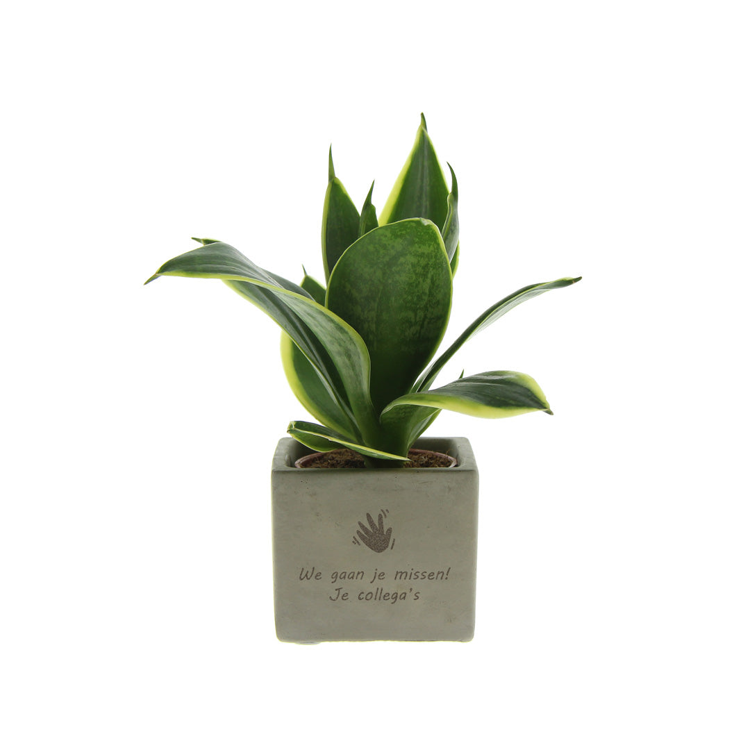 Groen geschenk met een Congreet® plantpots zwaaigebaar met jouw tekst