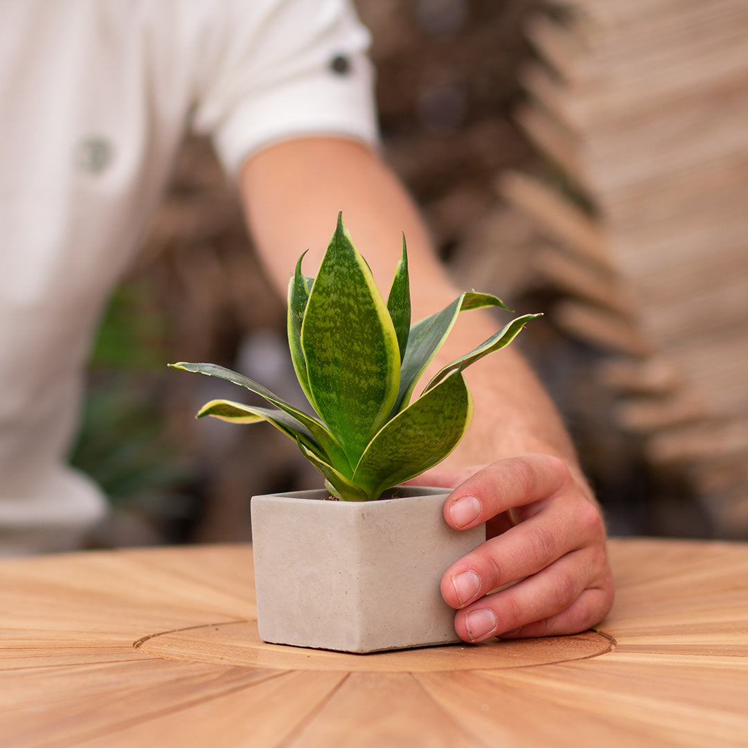 Plantcadeau krijgen met een Congreet® plantpots | Ik hou van jou