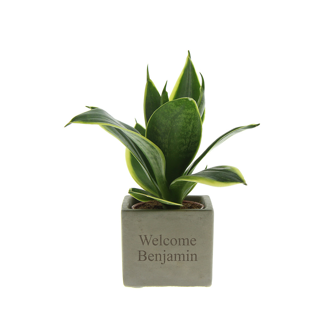 Congreet® plantpots | Jouw tekst