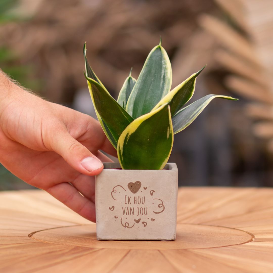 Plant als cadeau met een Congreet® plantpots | Ik hou van jou