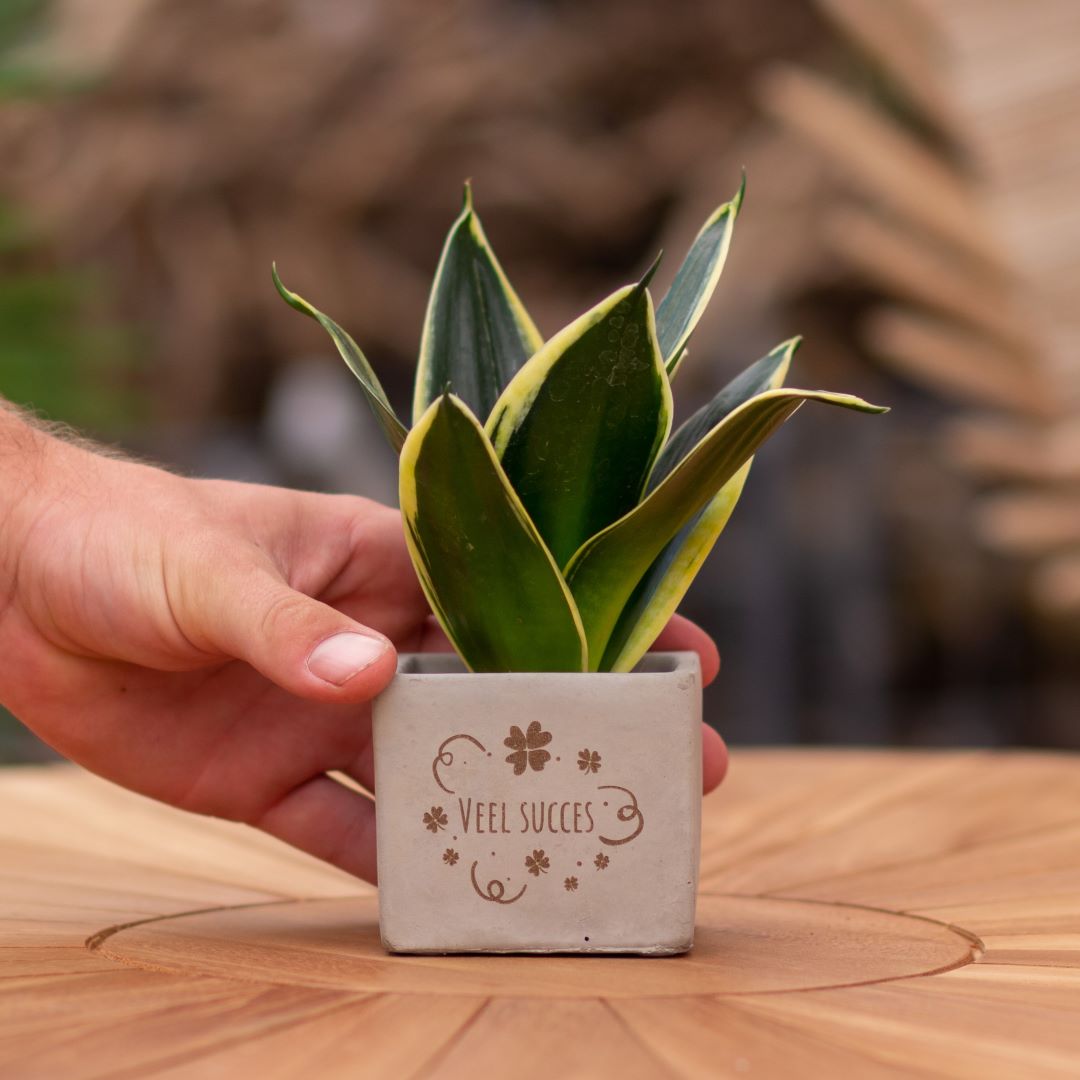 Plant als cadeau met een Congreet® plantpots | Veel succes