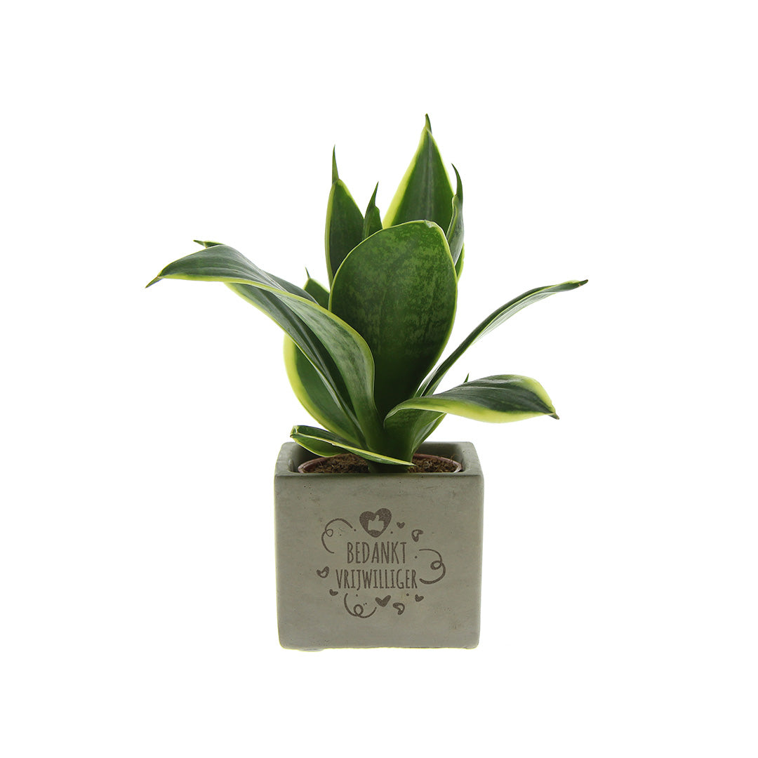 Groen geschenk met een Congreet® plantpots | Bedankt vrijwilliger