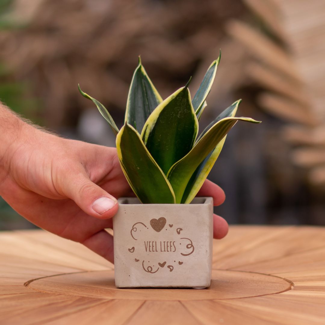 Plant als cadeau met een Congreet® plantpots | Veel liefs