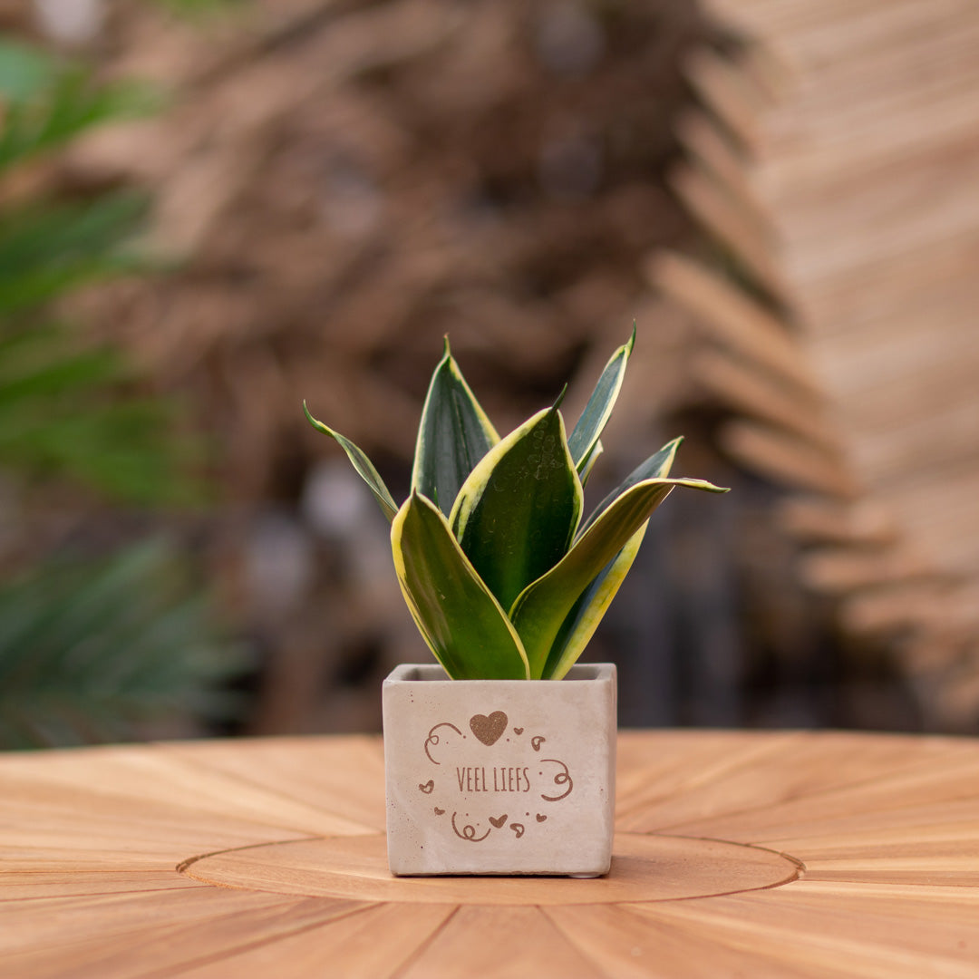 Plantenpot met boodschap met een Congreet® plantpots | Veel liefs