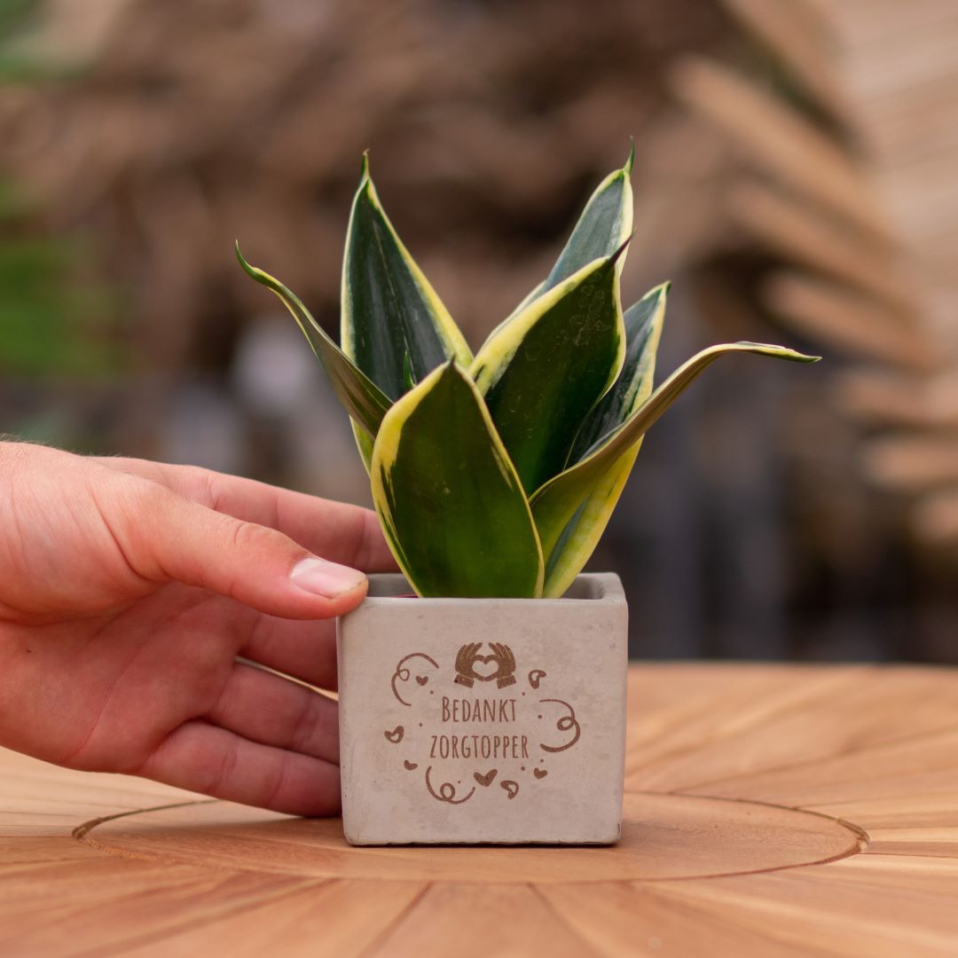 Plant als cadeau met een Congreet® plantpots | Bedankt zorgtopper