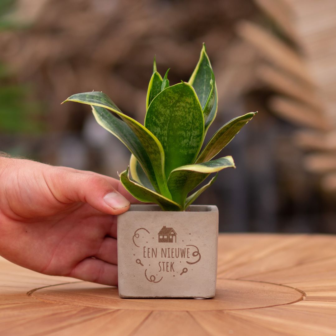 Plant als cadeau met een Congreet® plantpots | Een nieuwe stek
