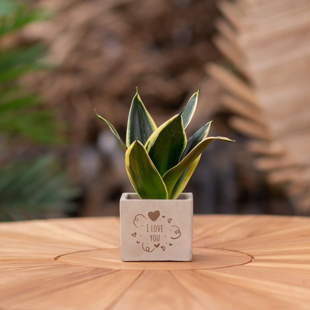 Plantenpot met boodschap met een Congreet® plantpots | I love you