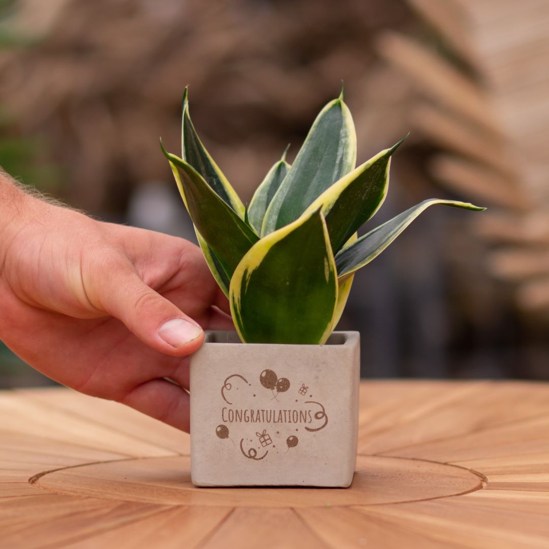 Plant als cadeau met een Congreet® plantpots | Congratulations