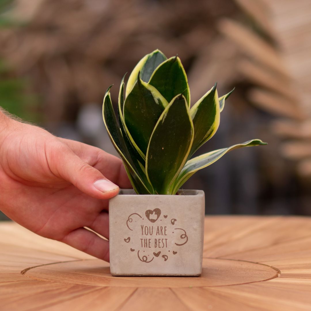 Plant als cadeau met een Congreet® plantpots | You are the best