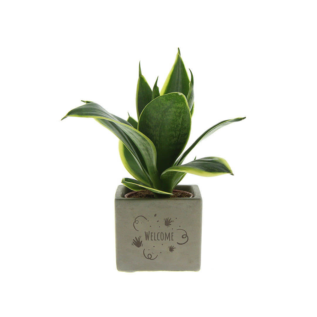 Groen geschenk met een Congreet® plantpots | Welcome