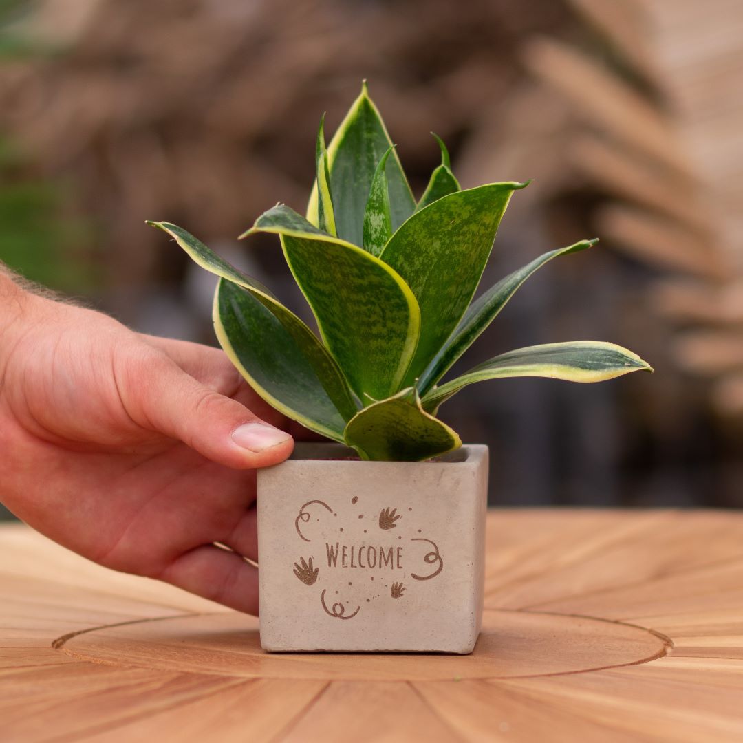 Plant als cadeau met een Congreet® plantpots | Welcome