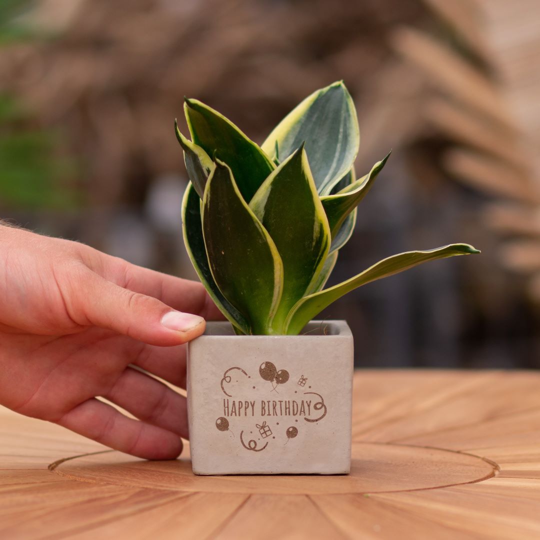 Plant als cadeau met een Congreet® plantpots | Happy birthday