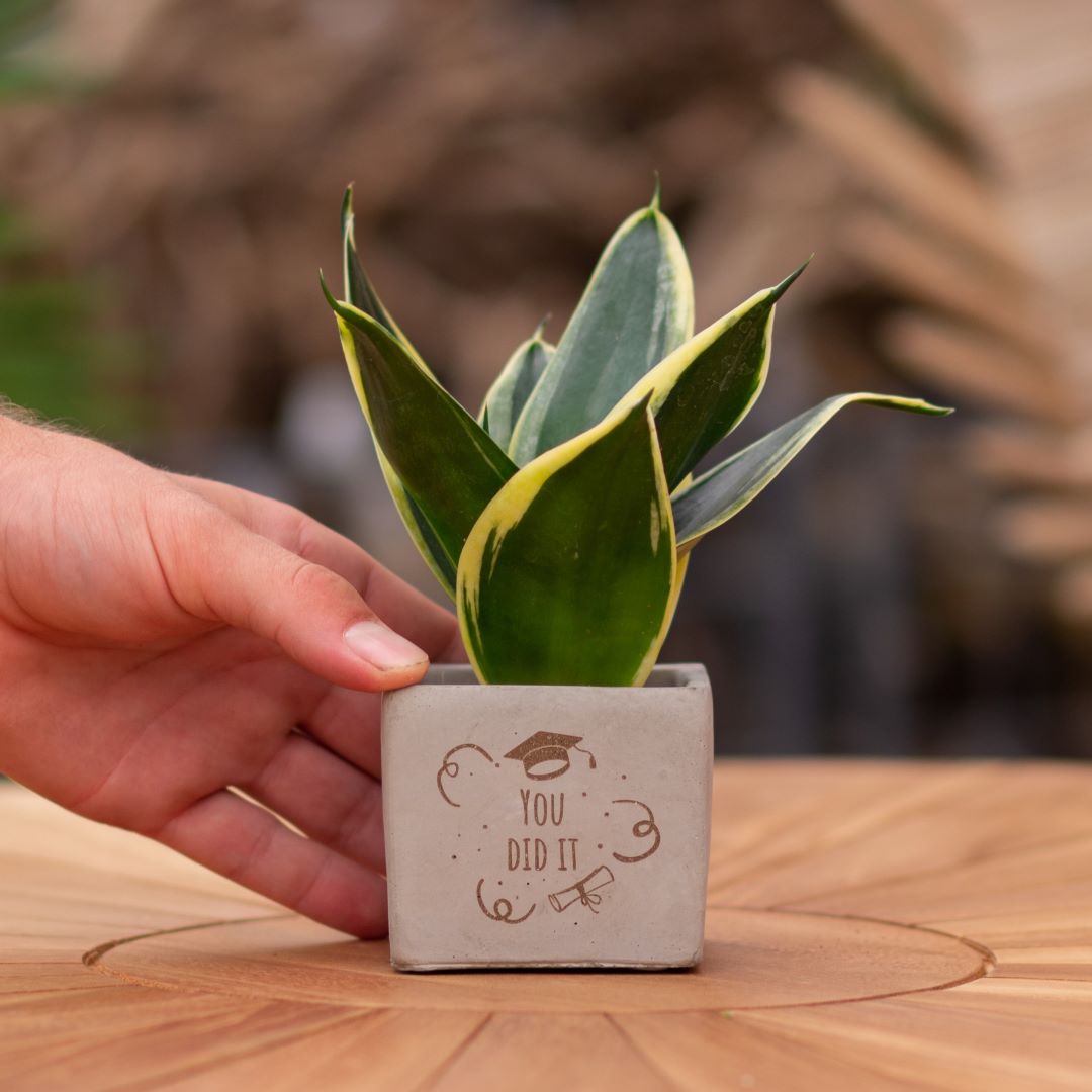 Plant als cadeau met een Congreet® plantpots | You did it