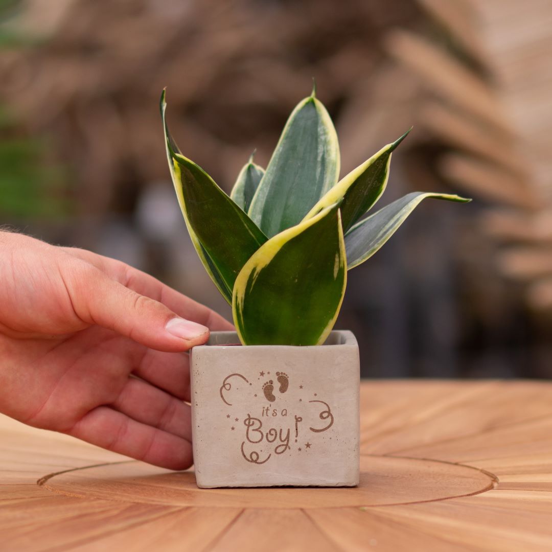Plant als cadeau met een Congreet® plantpots | It's a boy