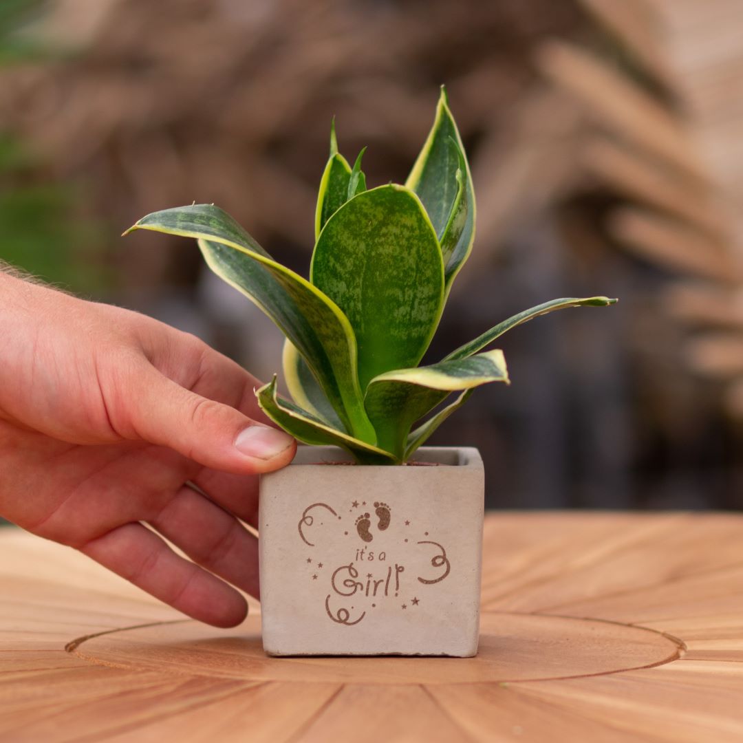 Plant als cadeau met een Congreet® plantpots | It's a girl