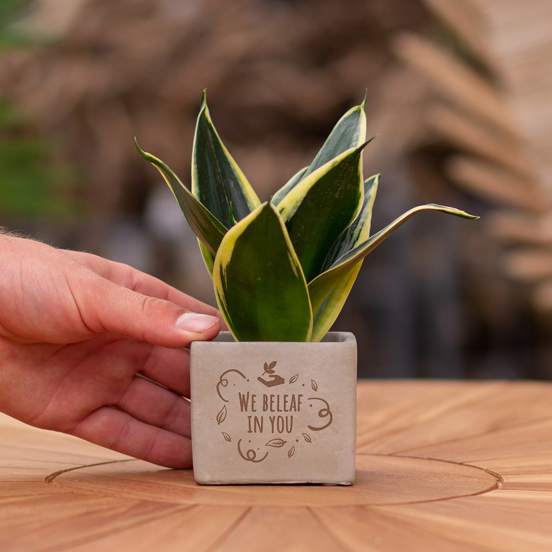 Plant als cadeau met een Congreet® plantpots | We beleaf in you