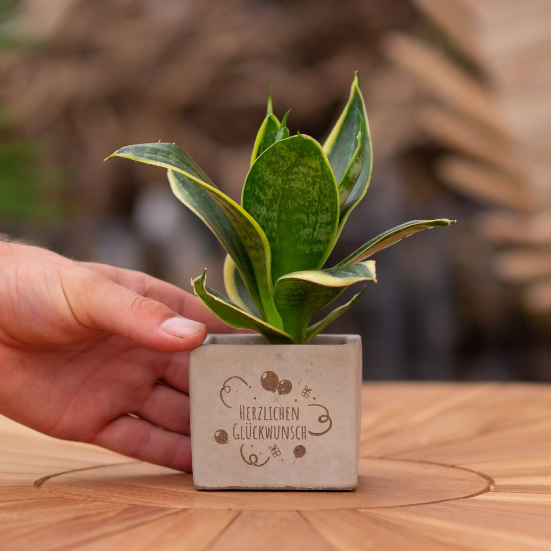 Plant als cadeau met een Congreet® plantpots | Herzlichen Glückwunsch