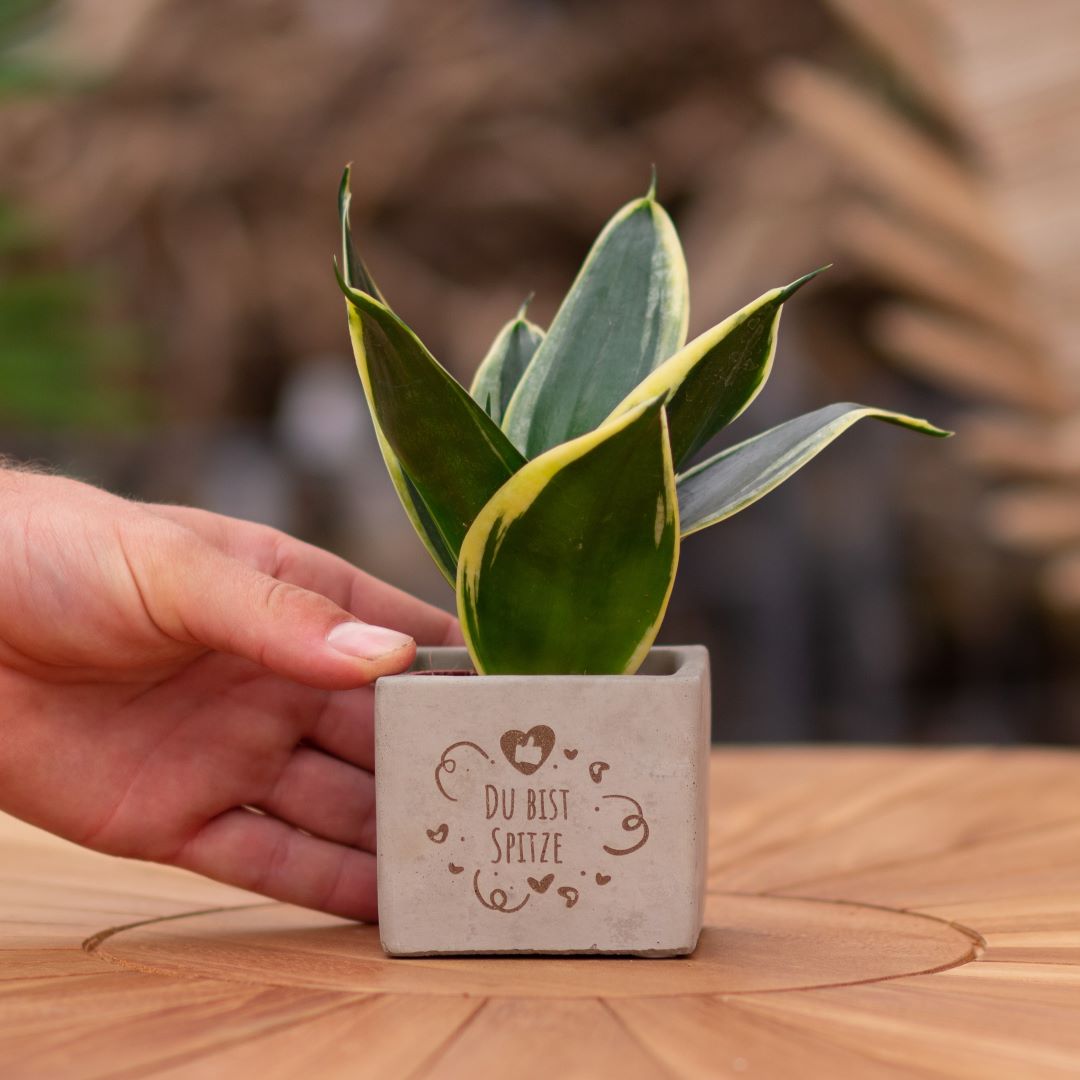 Plant als cadeau met een Congreet® plantpots | Du bist Spitze