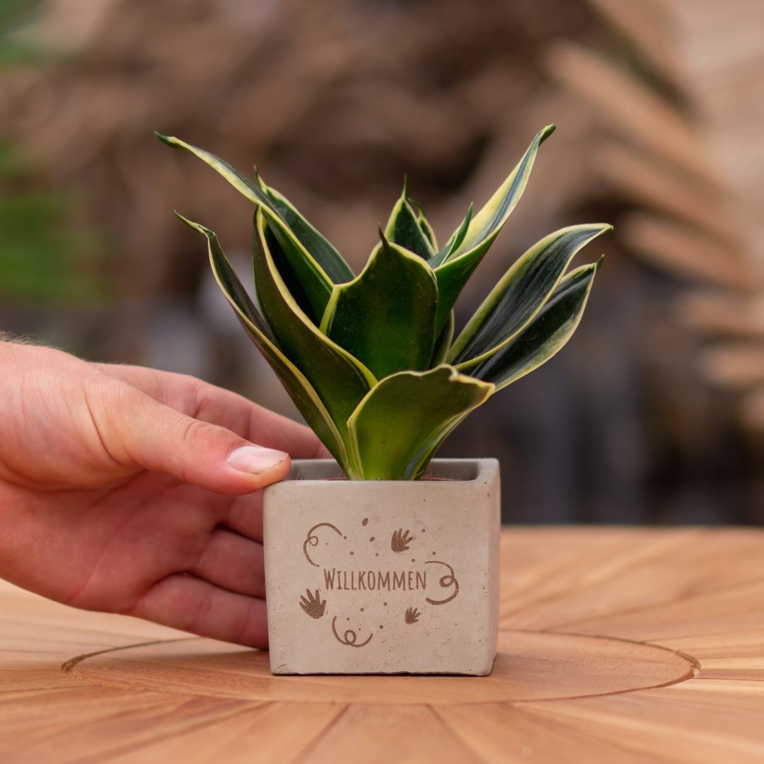 Plant als cadeau met een Congreet® plantpots | Willkommen