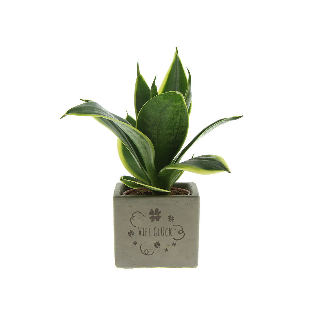 Groen geschenk met een Congreet® plantpots | Viel Glück