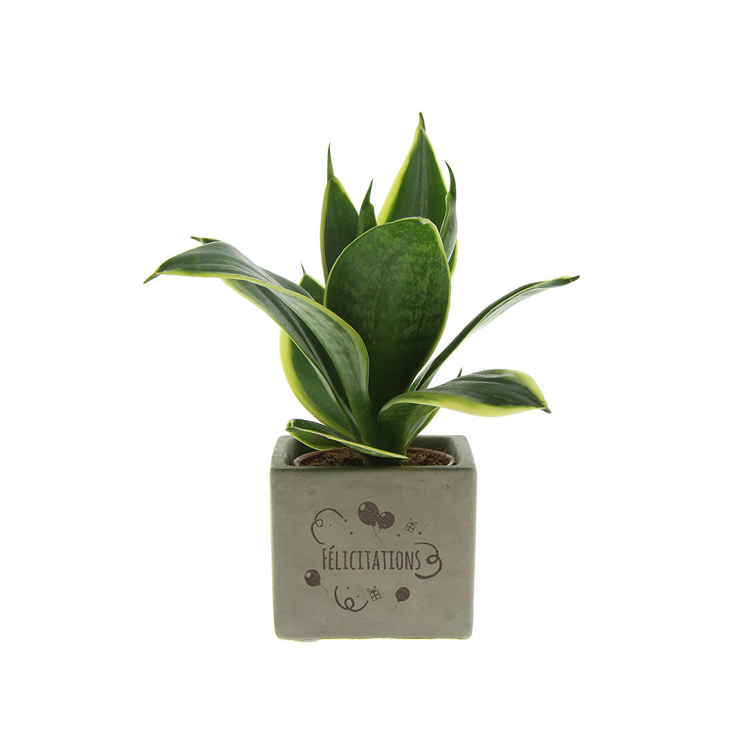 Groen geschenk met een Congreet® plantpots | Félicitations
