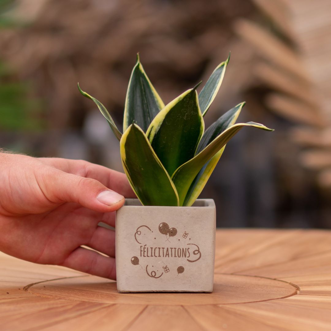 Plant als cadeau met een Congreet® plantpots | Félicitations