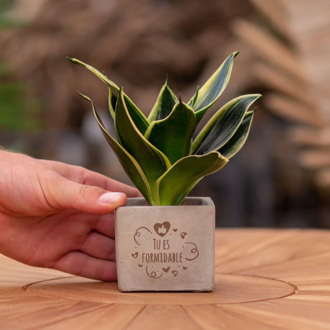 Plant als cadeau met een Congreet® plantpots | Tu es formidable