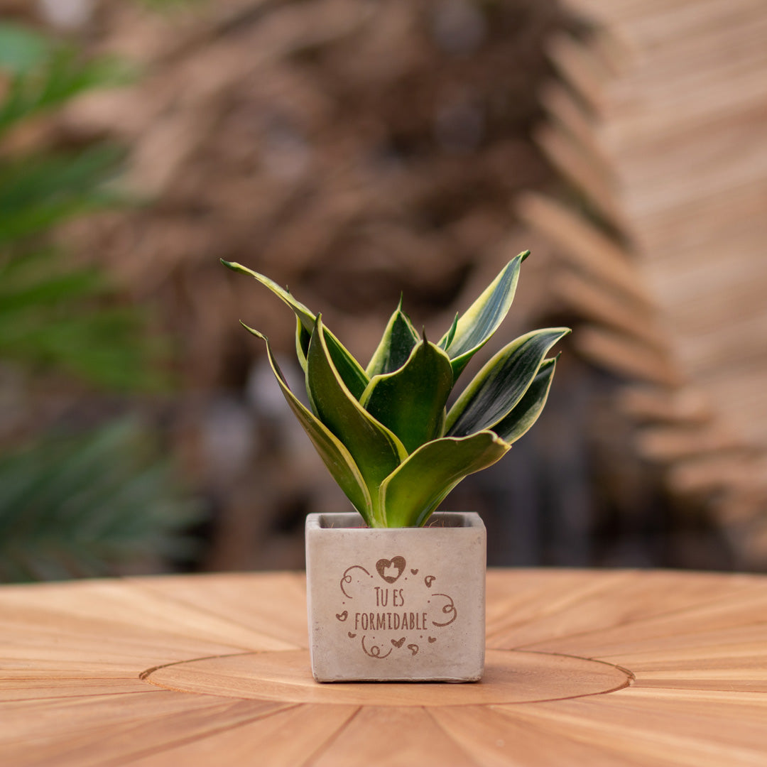 Plantenpot met boodschap met een Congreet® plantpots | Tu es formidable