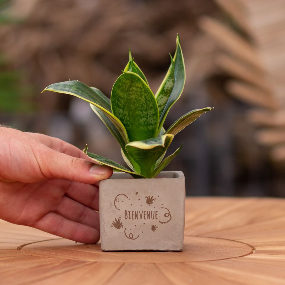Plant als cadeau met een Congreet® plantpots | Bienvenue