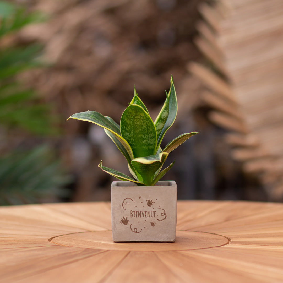 Plantenpot met boodschap met een Congreet® plantpots | Bienvenue
